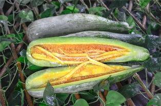 曲靖网红吃瓜,揭秘背后真相与网络舆论风暴